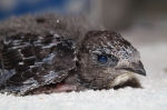 Jonge Gierzwaluw (Apus apus)