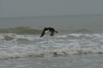 Vrijlating Grote zee-eend
