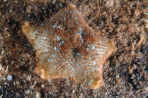 Asterina gibbosa