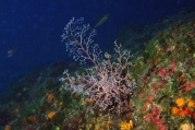 Astrospartus mediterraneus, author: Stefano Guerrieri