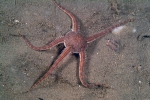 Echinodermata (Echinoderms)