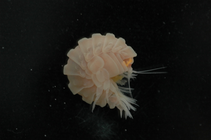 Amphipod Amphipod