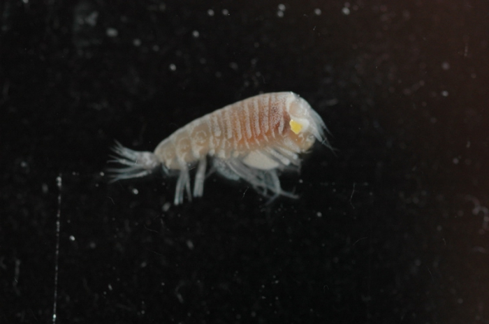 Amphipod with yellow eyes Amphipod with yellow eyes