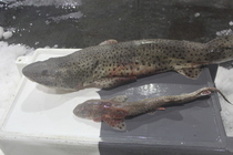 Nursehound - Scyliorhinus stellaris (top) and Smallspotted catshark - Scyliorhinus canicula (bottom)