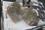 Rajiformes