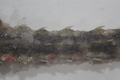Elasmobranchii