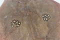 Rajiformes