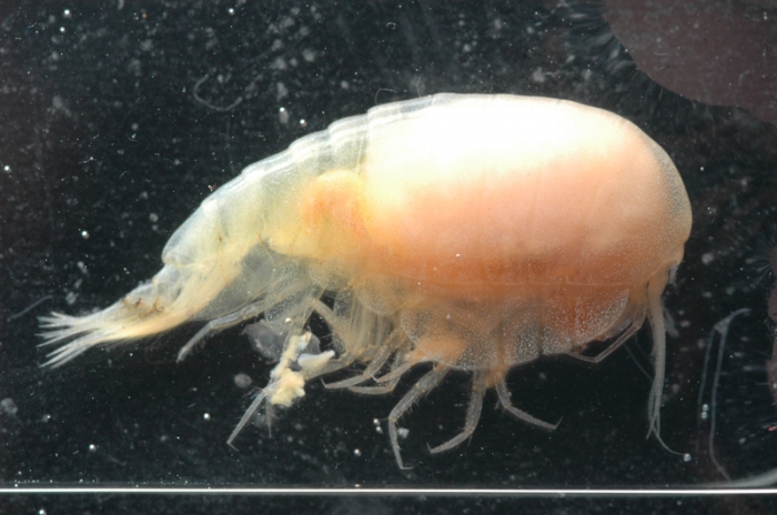 Stegocephalidae Stegocephalidae