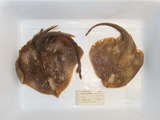 Rajella fyllae - pair of round skates from northern Gulf, author: Fisheries and Oceans Canada, Claude Nozes