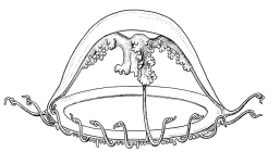 Laodicea fijiana from Kramp (1968)