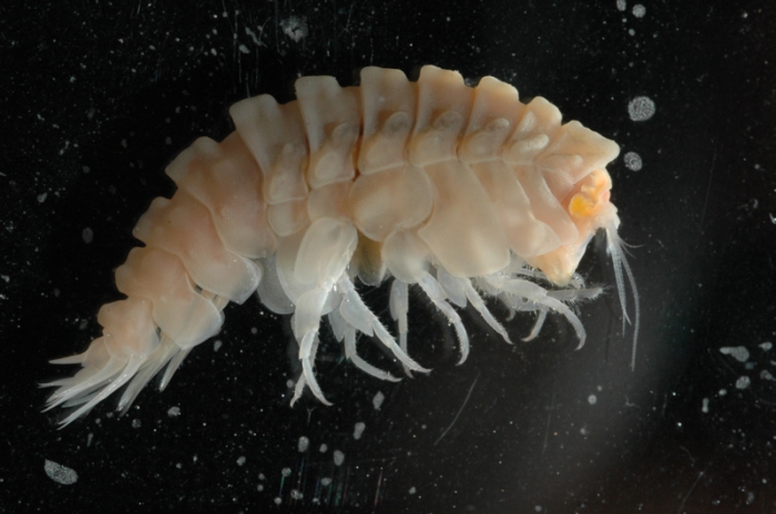 New amphipod species New amphipod species