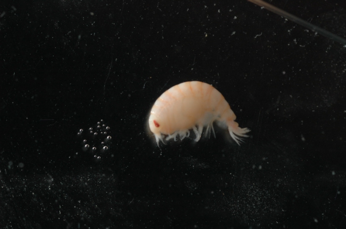 Amphipod Amphipod