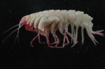 Amphipoda