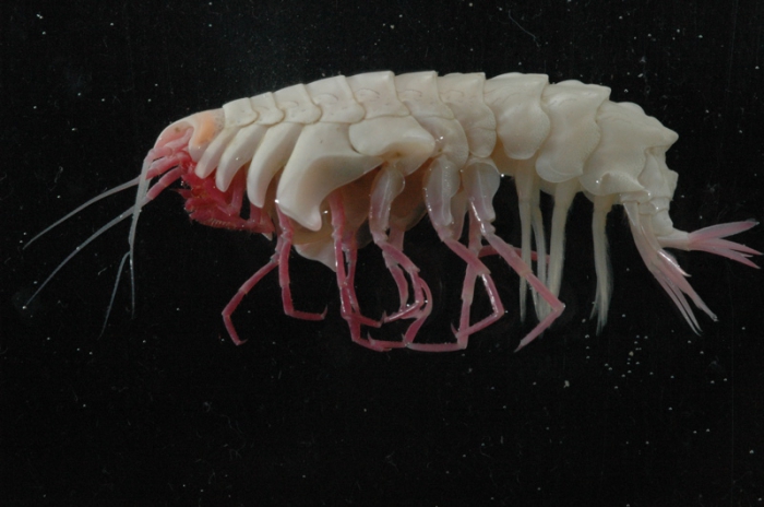 Epimeridae Epimeridae
