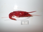 Lophogastrida