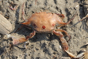 Portunus (Portunus) sanguinolentus (Herbst, 1783), Goa, India, author: Mees, Jan