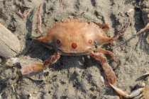 Portunus (Portunus) sanguinolentus (Herbst, 1783), Goa, India