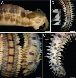 Lepidasthenia loboi, authors' figure 1