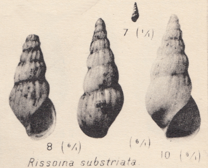 Rissoina substriata Zhizhchenko, 1936