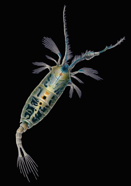 Anomalocera patersoni Anomalocera patersoni