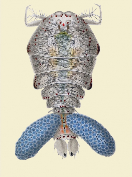 Sapphirina auronitens Sapphirina auronitens