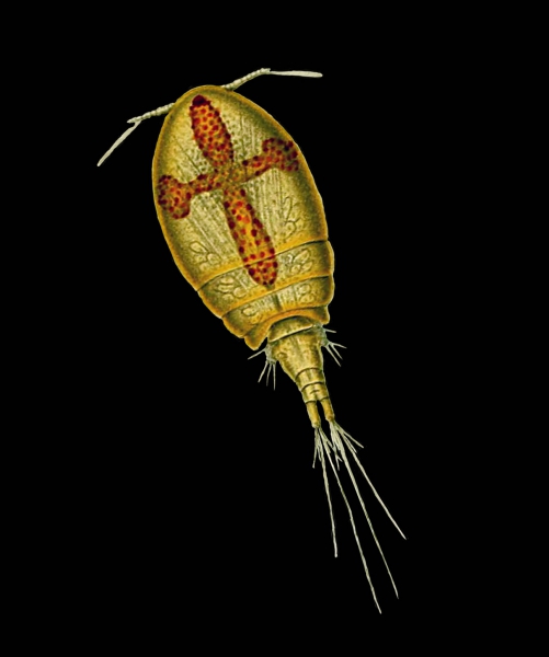 Acontiophorus scutatus Acontiophorus scutatus