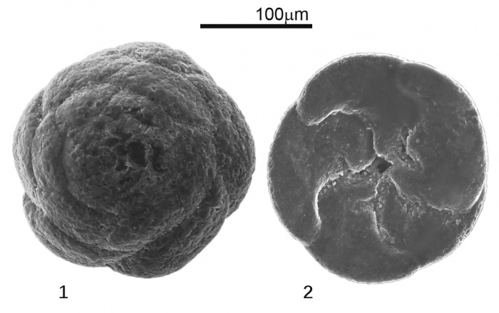 Lepidodeuterammina plymouthensis Brönnimann & Whittaker, 1990 Lepidodeuterammina plymouthensis Brönnimann & Whittaker, 1990