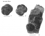 Tiphotrocha comprimata (Cushman & Brönnimann, 1948)