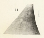 Mollusca (molluscs)