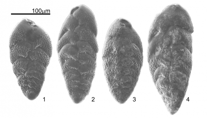 NOT Bolivina ordinaria Phleger & Parker, 1952 (compare with holotype) NOT Bolivina ordinaria Phleger & Parker, 1952 (compare with holotype)