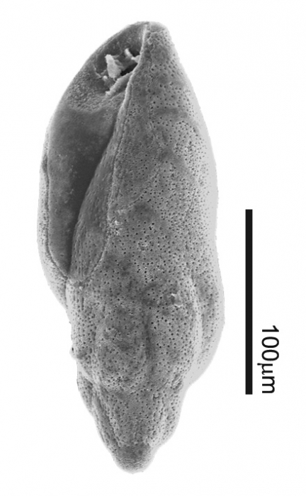 Buliminella elegantissima (d'Orbigny, 1839) Buliminella elegantissima (d'Orbigny, 1839)