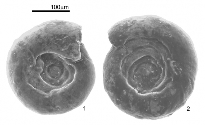 Cornuspira involvens (Reuss, 1850) Cornuspira involvens (Reuss, 1850)