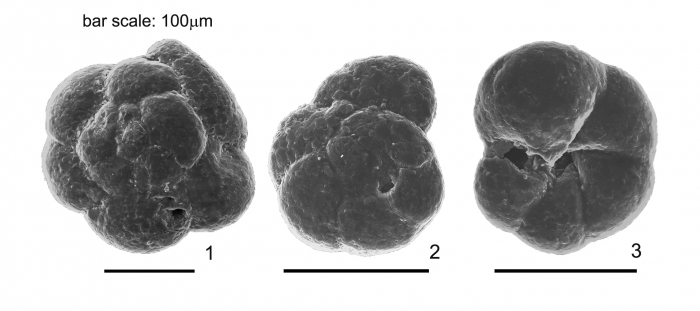 Siphotrochammina sp. Siphotrochammina sp.