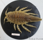 Isopoda