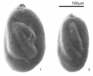 Miliammina obliqua Heron-Allen & Earland, 1930, author: Encarnação, Sarita Camacho da