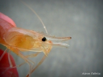 Crustacea (crustaceans)