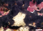 Holotype: MCNPOR 5998