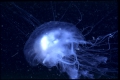 Scyphozoa (jelly fish)