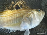 Perciformes