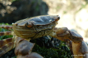 Hemigrapsus sanguineus (De Haan, 1835), author: Fabrice, Aron