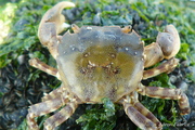 Hemigrapsus sanguineus (De Haan, 1835), author: Fabrice, Aron