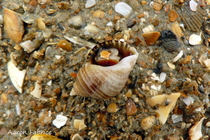 Nucella lapillus (Linnaeus, 1758) 