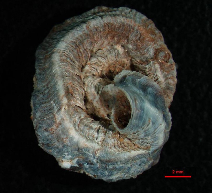 Dendropoma lebeche Templado, Richter & Calvo, 2016 Holotype from Cala Abellán, Cabo de Palos, Spain (11 x 9 mm) 