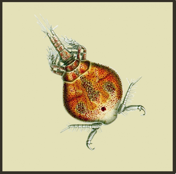 Parartotrogus richardi Parartotrogus richardi