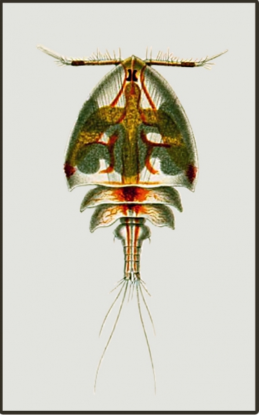 Dyspontius passer Dyspontius passer