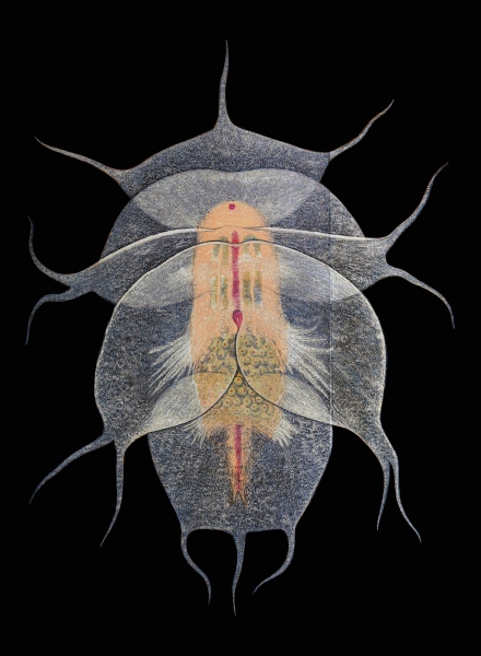 Notopterophorus elatus Notopterophorus elatus