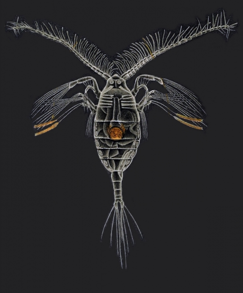 Haloptilus longicornis Haloptilus longicornis