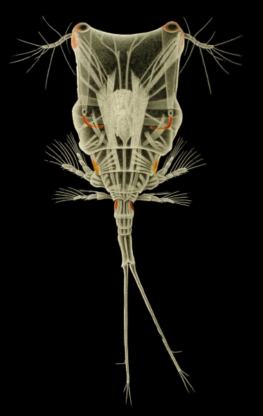 Copilia quadrata Copilia quadrata