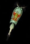 Corycaeus obtusus