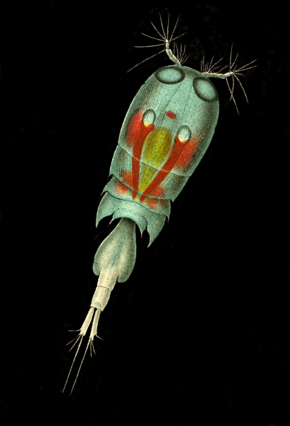 Corycaeus obtusus Corycaeus obtusus